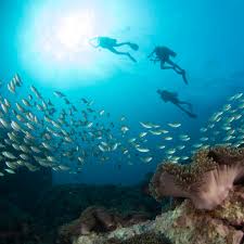 Image result for Scuba Skooling