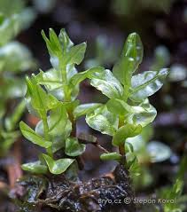 Attēlu rezultāti vaicājumam “Pseudobryum cinclidioides”
