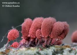 Attēlu rezultāti vaicājumam “Arcyria denudata macro”