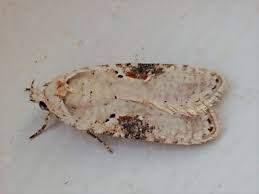 Attēlu rezultāti vaicājumam “Agonopterix alstromeriana”