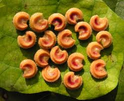 Attēlu rezultāti vaicājumam “Menispermum dauricum leaf”