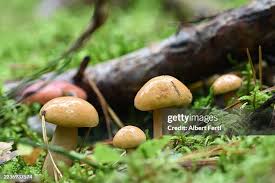 Attēlu rezultāti vaicājumam “Suillus bovinus”