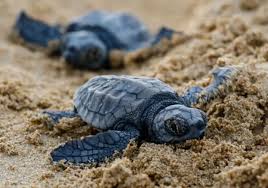 Image result for Caretta caretta