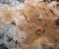 Attēlu rezultāti vaicājumam “Junghuhnia collabens”