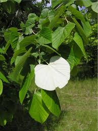 Attēlu rezultāti vaicājumam “Tilia platyphyllos subsp. cordifolia flower”