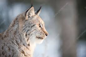 Attēlu rezultāti vaicājumam “Lynx lynx”