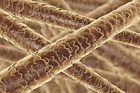 Image result for human hair microscope image