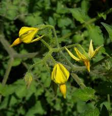 Attēlu rezultāti vaicājumam “Lycopersicon esculentum”