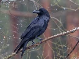 Attēlu rezultāti vaicājumam “Corvus corax”