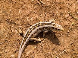 Attēlu rezultāti vaicājumam “Lacerta agilis female”