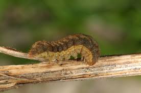 Attēlu rezultāti vaicājumam “Xestia baja”