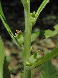 Attēlu rezultāti vaicājumam “Haloragaceae”