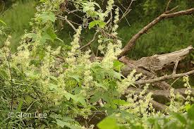 Attēlu rezultāti vaicājumam “Echinocystis lobata leaf”