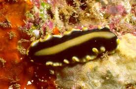 Attēlu rezultāti vaicājumam “Plathelminthes”