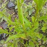 Attēlu rezultāti vaicājumam “Rorippa amphibia leaf”