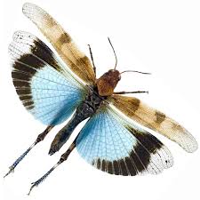 Attēlu rezultāti vaicājumam “Oedipoda caerulescens”