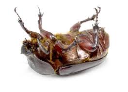 Attēlu rezultāti vaicājumam “Amphimallon solstitiale imago”