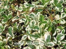 Attēlu rezultāti vaicājumam “Fragaria vesca leaf”