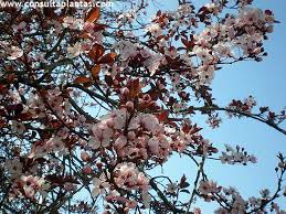 Attēlu rezultāti vaicājumam “Prunus cerasifera var. divaricata”