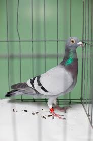 Image result for Abbeyton & Broomfield Racing Pigeons