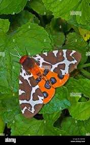 Attēlu rezultāti vaicājumam “Arctia caja”