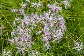 Image result for Dianthus superbus