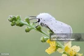 Attēlu rezultāti vaicājumam “Spilosoma lubricipeda”