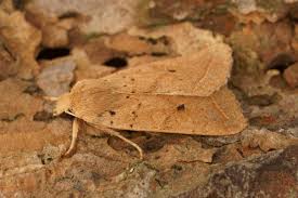 Attēlu rezultāti vaicājumam “Agrochola litura”