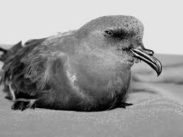 Image result for Oceanodroma castro