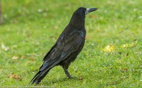 Attēlu rezultāti vaicājumam “Corvus frugilegus”