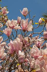 Attēlu rezultāti vaicājumam “Magnolia”