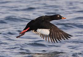 Attēlu rezultāti vaicājumam “Melanitta fusca”