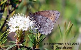 Attēlu rezultāti vaicājumam “Oeneis jutta”