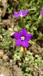 Image result for Legousia speculum-veneris