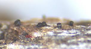 Attēlu rezultāti vaicājumam “Licea castanea spores”