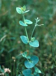 Attēlu rezultāti vaicājumam “Cribraria martinii stalked”