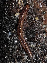 Attēlu rezultāti vaicājumam “Craspedosoma rawlinsi”