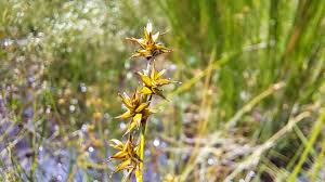 Attēlu rezultāti vaicājumam “Carex echinata”