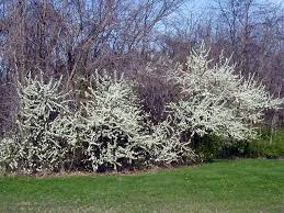 Attēlu rezultāti vaicājumam “Prunus (plum-tree)”