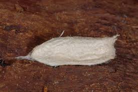 Attēlu rezultāti vaicājumam “Nycteola degenerana”