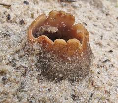 Attēlu rezultāti vaicājumam “Octospora splachnophila”