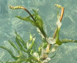 Attēlu rezultāti vaicājumam “Potamogeton praelongus”