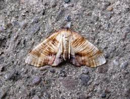 Attēlu rezultāti vaicājumam “Plagodis dolabraria”