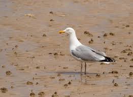 Attēlu rezultāti vaicājumam “Larus argentatus adult”