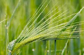 Attēlu rezultāti vaicājumam “Secale cereale”