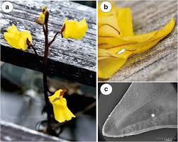 Attēlu rezultāti vaicājumam “Utricularia vulgaris flower”