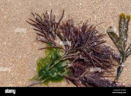 Attēlu rezultāti vaicājumam “Furcellaria lumbricalis”