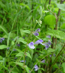 Attēlu rezultāti vaicājumam “Scutellaria galericulata leaf”