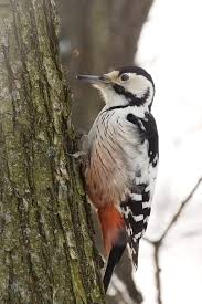 Attēlu rezultāti vaicājumam “Dendrocopos leucotos female”
