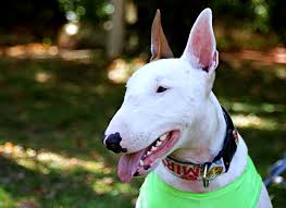 Image result for ugliest dog